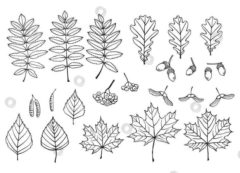 Скачать Набор с листьями, ягодами и желудями. Осенняя векторная иллюстрация, нарисованная вручную. фотосток Ozero