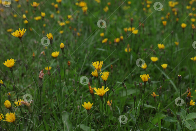 Скачать Крупный план цветущих желтых цветов одуванчика в саду весной. фотосток Ozero
