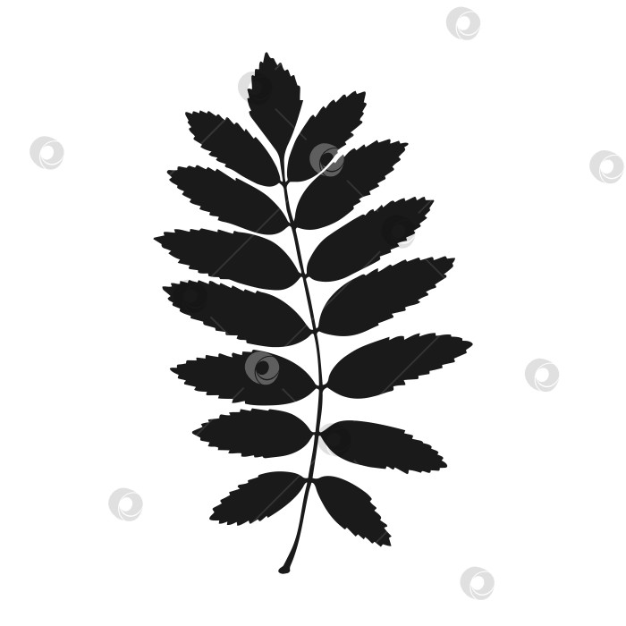 Скачать Силуэт листа рябины. Осенняя векторная иллюстрация, нарисованная от руки. фотосток Ozero