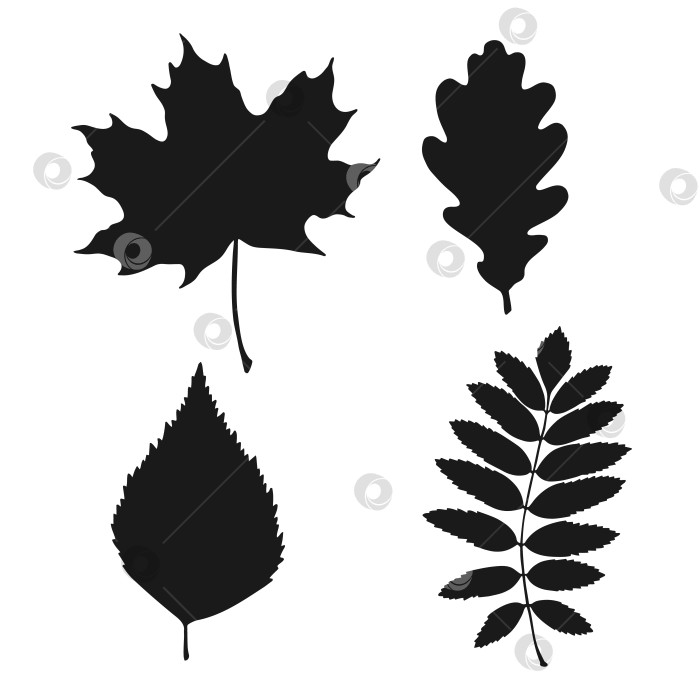 Скачать Набор с силуэтными листьями. Осенняя векторная иллюстрация, нарисованная от руки. фотосток Ozero