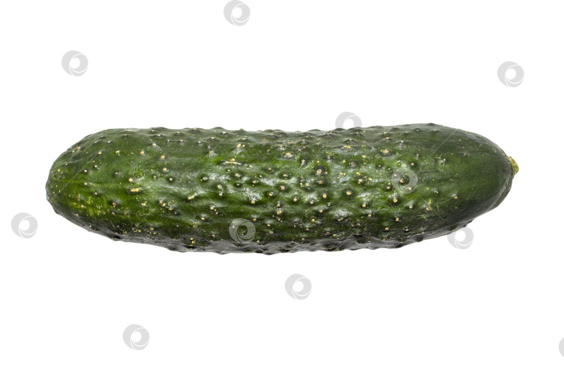 Скачать Зеленый огурец с пупырышками на белом фоне.Свежий огурец с грядки. фотосток Ozero