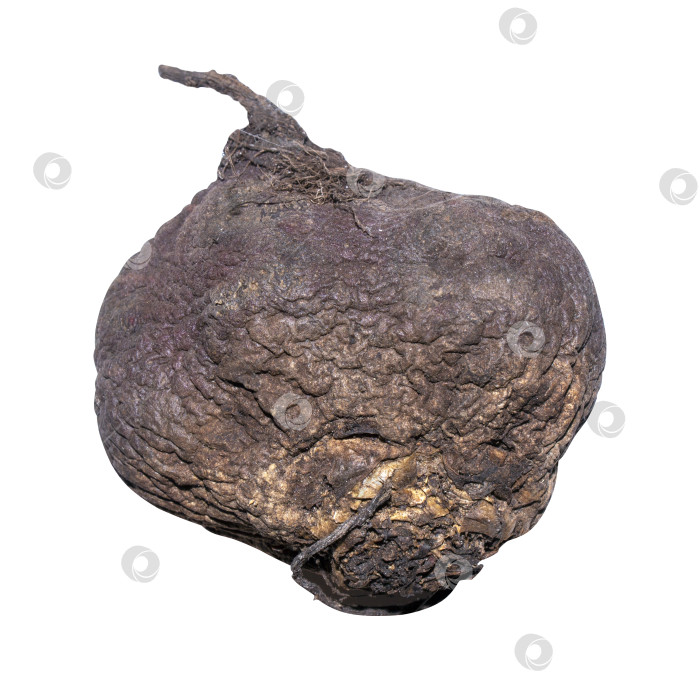Скачать Сушеная свекла на белом фоне.Сушеная свекла.Свекла сморщивается. фотосток Ozero