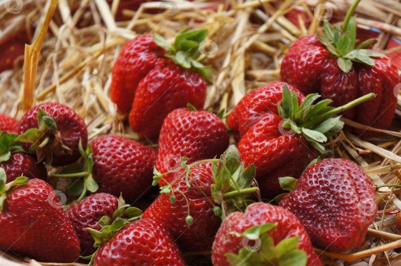 Скачать Свежесобранная садовая клубника на подстилке из сухой соломы фотосток Ozero