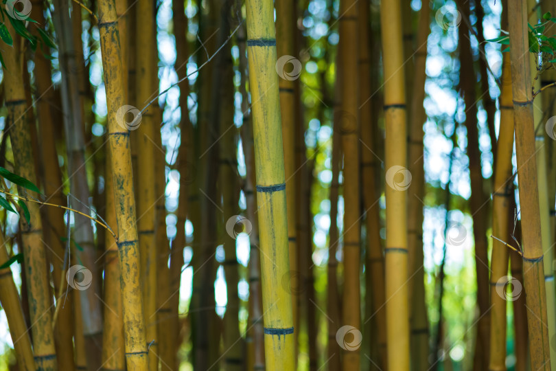 Скачать Бамбуковый лес в утреннем свете. Естественный фон и текстура. фотосток Ozero