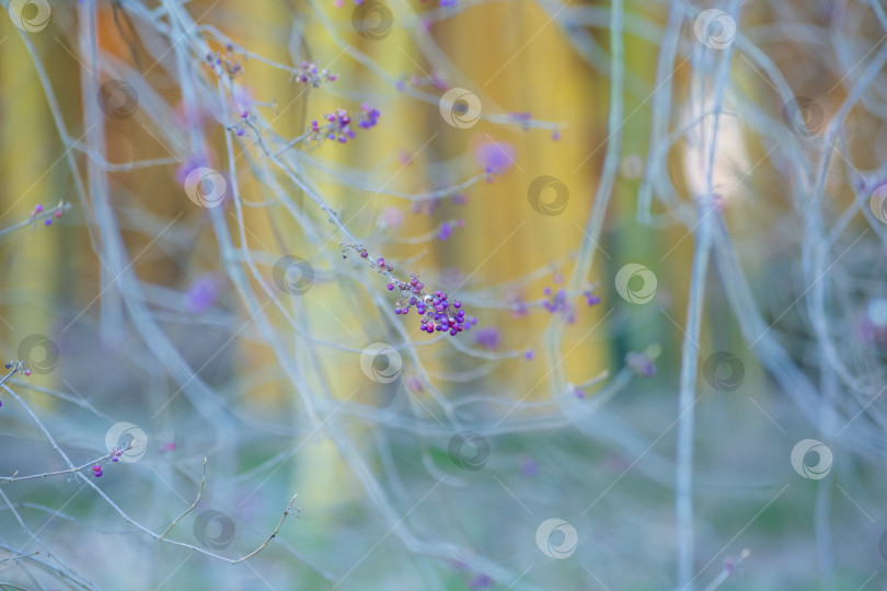 Скачать размытый естественный фон, фиолетовые плоды калликарпы (beautyberry) среди ветвей фотосток Ozero