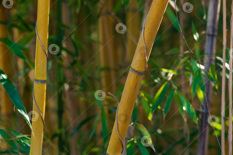 Скачать бамбук в саду, крупный план желтых бамбуковых стеблей. фотосток Ozero