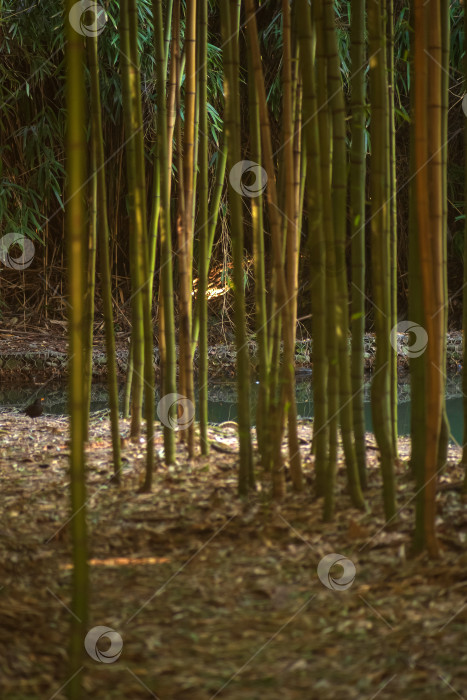 Скачать ручей среди бамбуковых зарослей фотосток Ozero