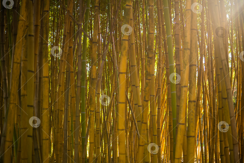 Скачать Бамбуковая роща в утреннем свете. Естественный фон и текстура. фотосток Ozero