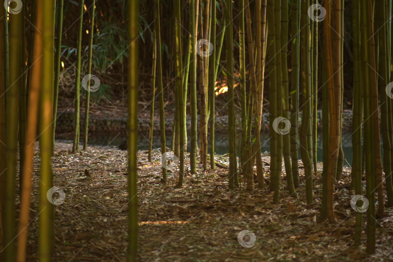 Скачать бамбуковые заросли у ручья фотосток Ozero