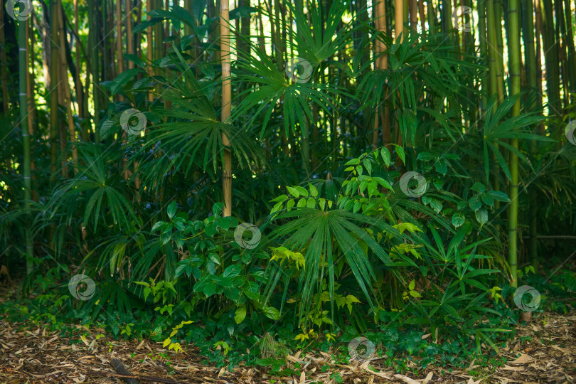 Скачать Бамбуковый лес с зелеными тропическими растениями фотосток Ozero