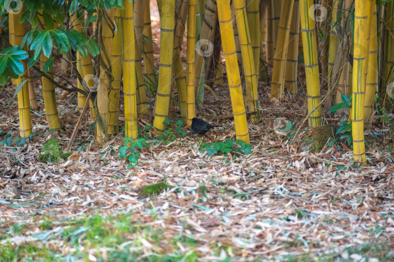 Скачать Черный дрозд в бамбуковом лесу фотосток Ozero