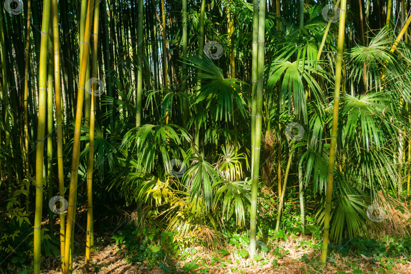 Скачать Зеленый бамбуковый лес по утрам. фотосток Ozero