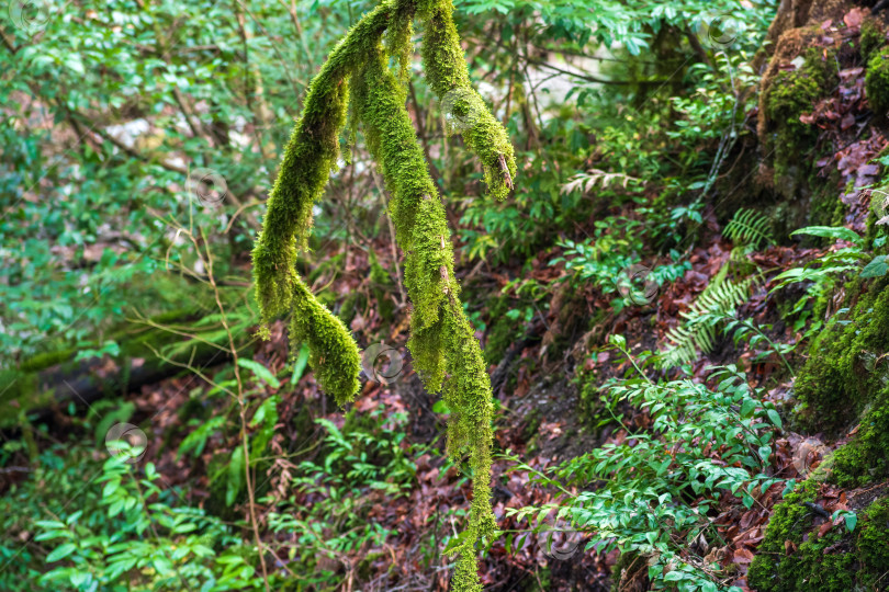Скачать Зеленый мох на дереве в тропическом лесу. фотосток Ozero