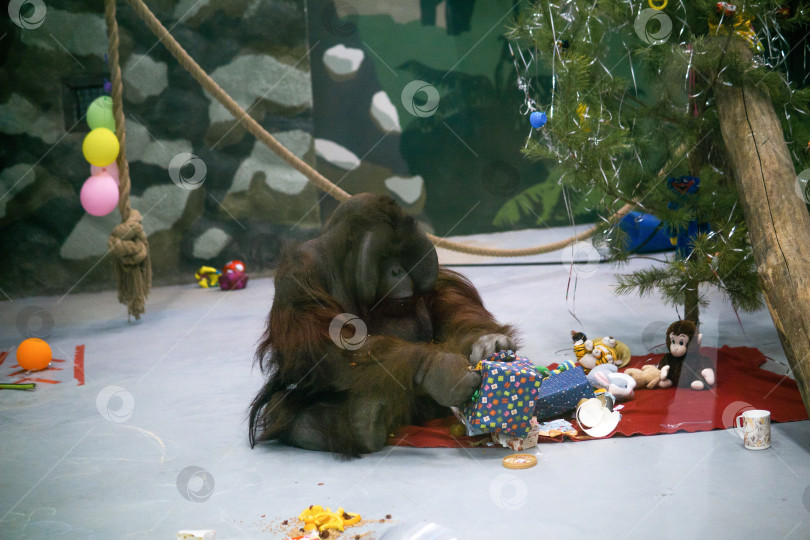 Скачать орангутанг распаковывает подарки под рождественской елкой в своем вольере, обогащая поведение в зоопарке фотосток Ozero