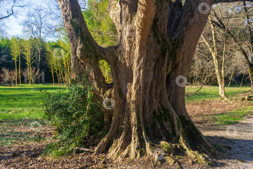 Скачать Старое большое дерево в парке. Концепция природы и окружающей среды фотосток Ozero
