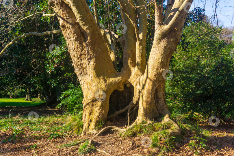 Скачать Большое старое дерево в парке. Концепция природы и окружающей среды фотосток Ozero