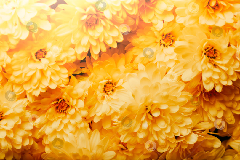Скачать Залитая солнцем гроздь желтых хризантем крупным планом фотосток Ozero