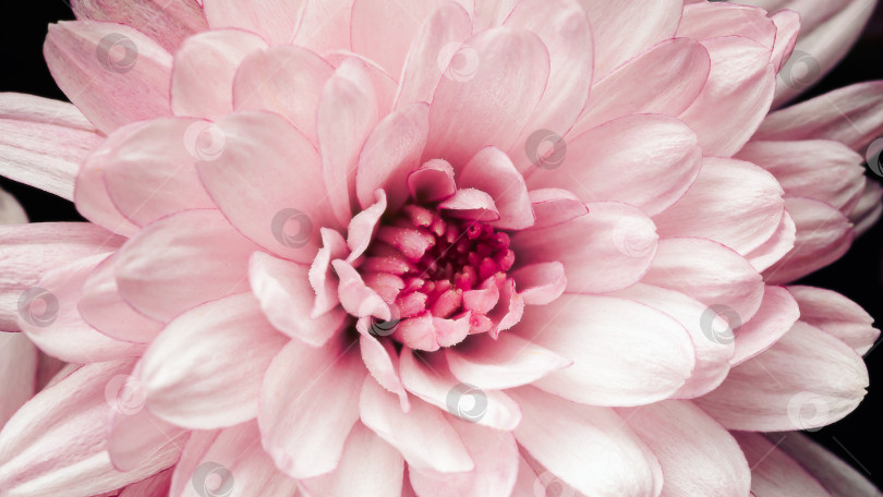 Скачать Нежный розовый цветок с многослойными лепестками и замысловатыми деталями в центре фотосток Ozero