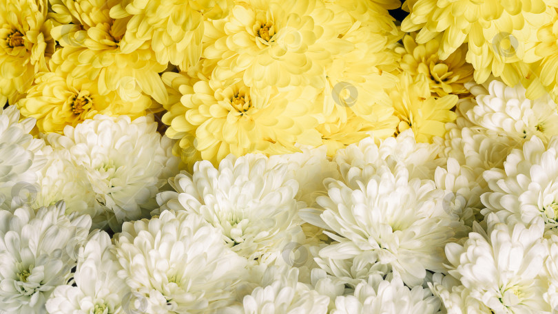 Скачать Яркие желтые и белые цветы, букет цветов фотосток Ozero