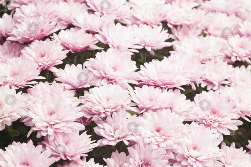 Скачать Густая клумба из нежно-розовых хризантем фотосток Ozero