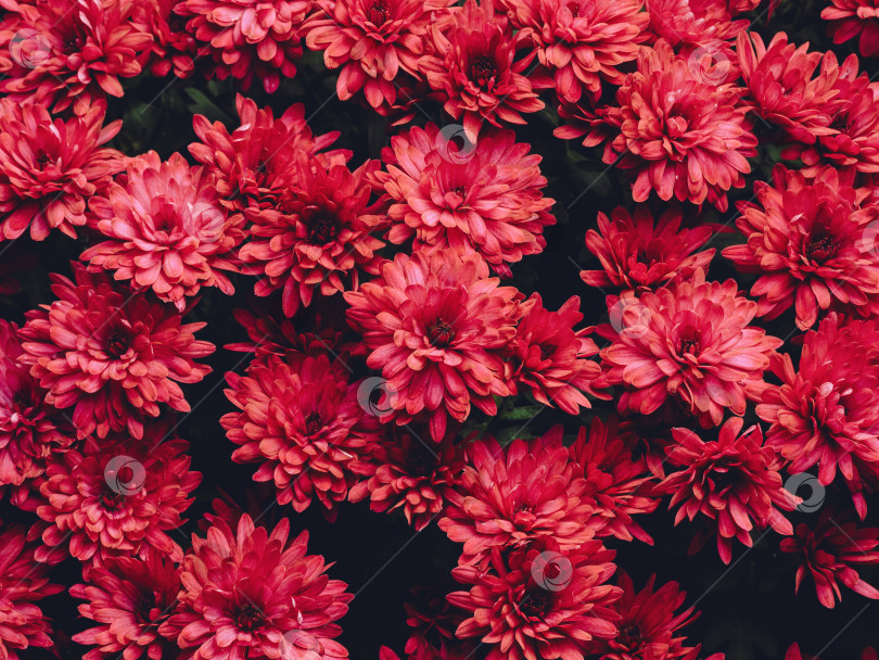 Скачать Яркие красные цветы создают пышную садовую обстановку, полную жизни и красок фотосток Ozero