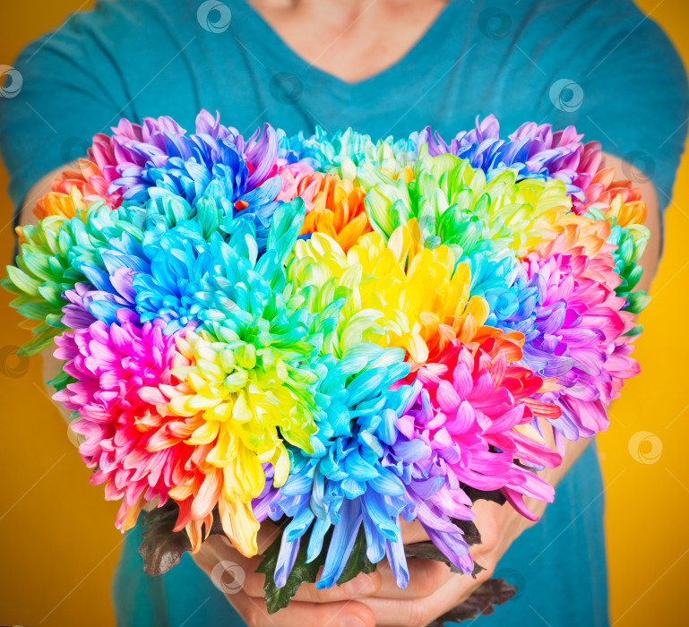 Скачать мужчина протягивает букет из разноцветных хризантем, букет в форме сердца. фотосток Ozero