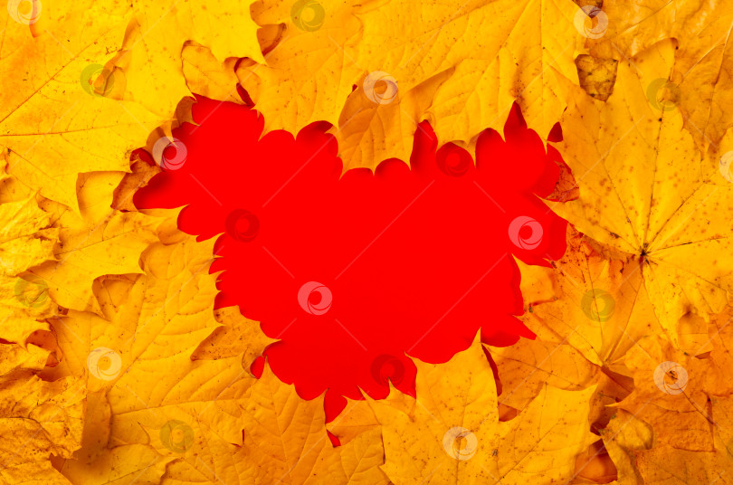 Скачать Осеннее красное сердце. Осенние желтые листья образуют сердечко, пространство для негатива, пространство для копирования. фотосток Ozero