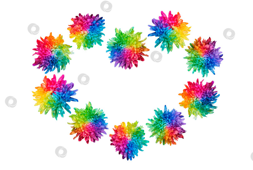 Скачать В форме сердца на белом фоне выделяются разноцветные хризантемы. фотосток Ozero