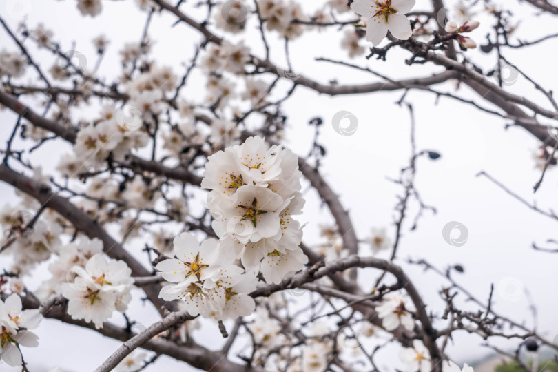 Скачать Цветок миндаля фотосток Ozero