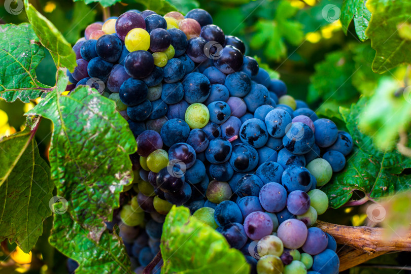 Скачать Виноград фотосток Ozero