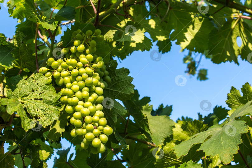 Скачать Зеленый виноград фотосток Ozero