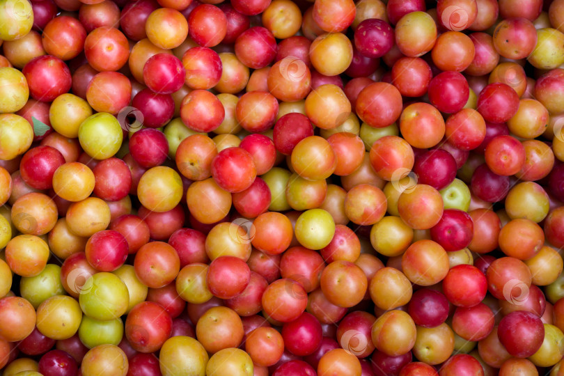 Скачать Слива фотосток Ozero