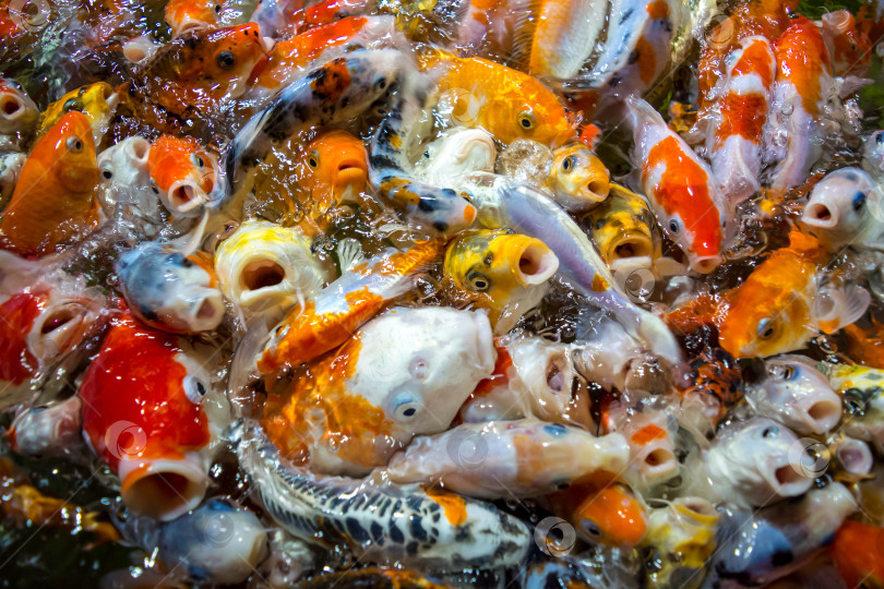 Скачать Рыба кои фотосток Ozero