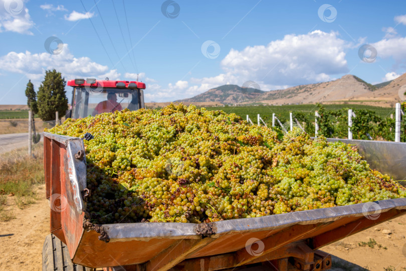 Скачать Сбор урожая винограда фотосток Ozero