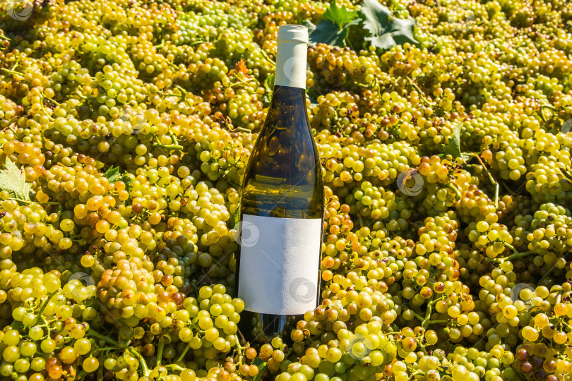 Скачать Бутылка вина на фоне природы фотосток Ozero