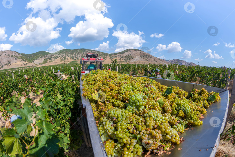Скачать Сбор урожая винограда фотосток Ozero