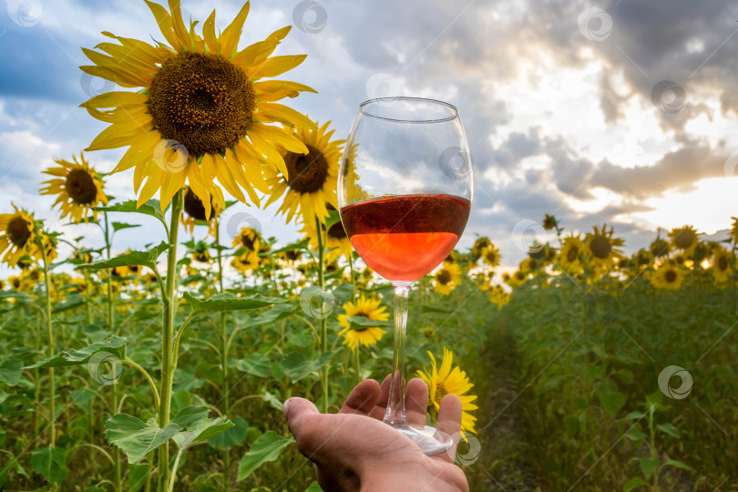Скачать Вино в поле подсолнухов фотосток Ozero