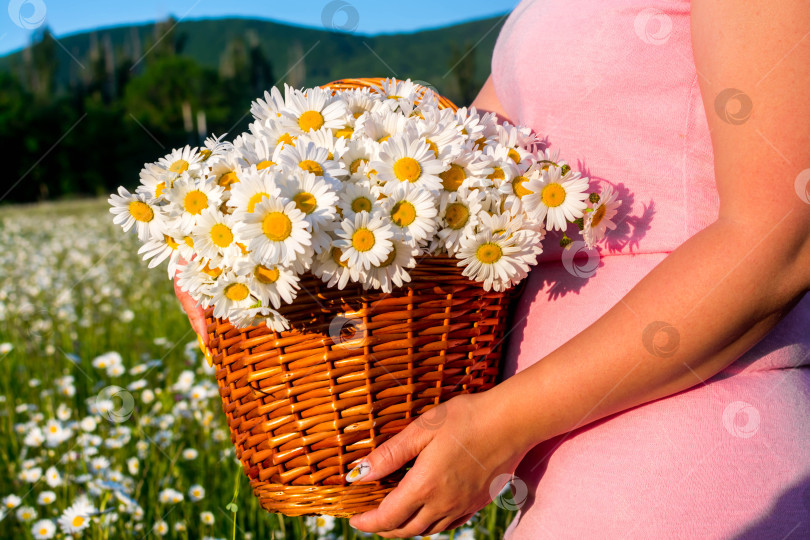 Скачать Девушка на ромашковом поле фотосток Ozero