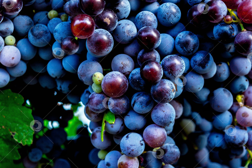 Скачать Спелый виноград фотосток Ozero