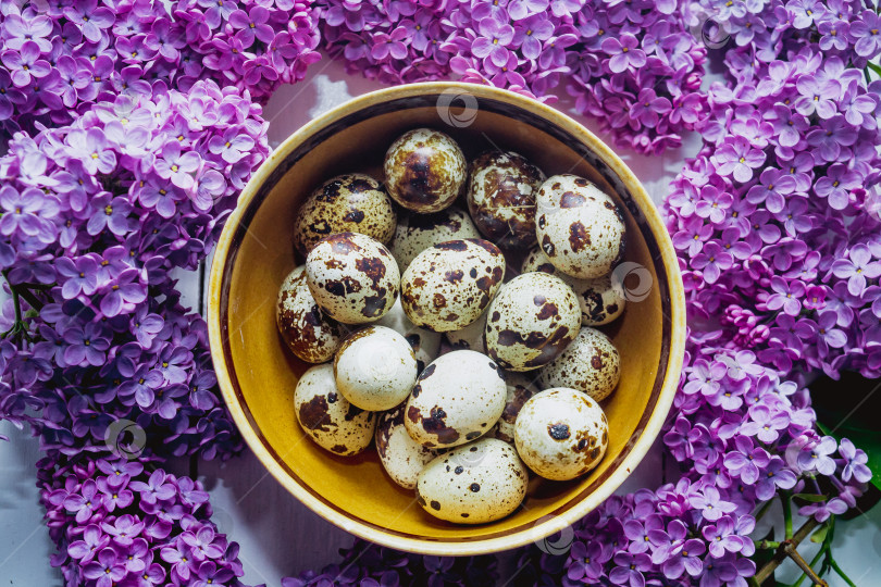 Скачать Перепелиные яйца фотосток Ozero
