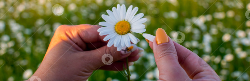 Скачать ромашковое поле фотосток Ozero