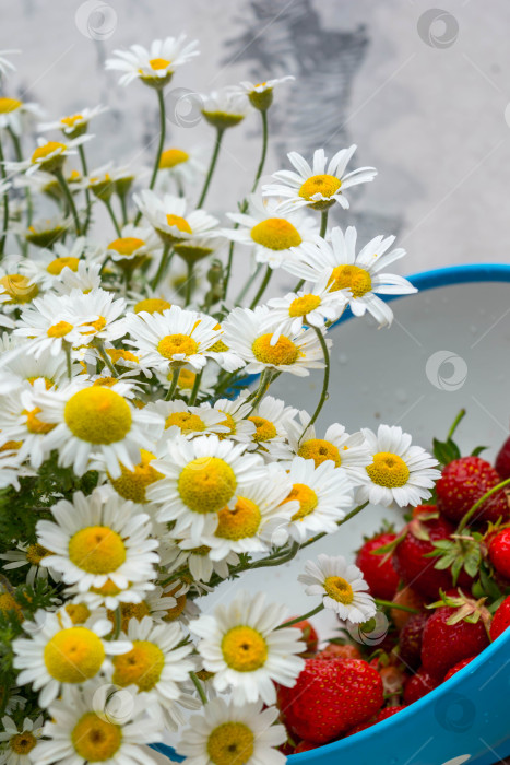 Скачать Полевые маргаритки фотосток Ozero