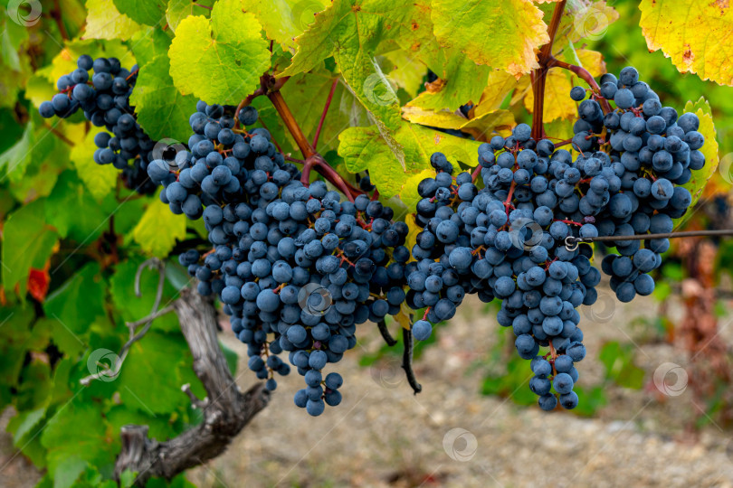 Скачать Спелый виноград фотосток Ozero