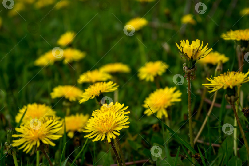 Скачать Одуванчик фотосток Ozero