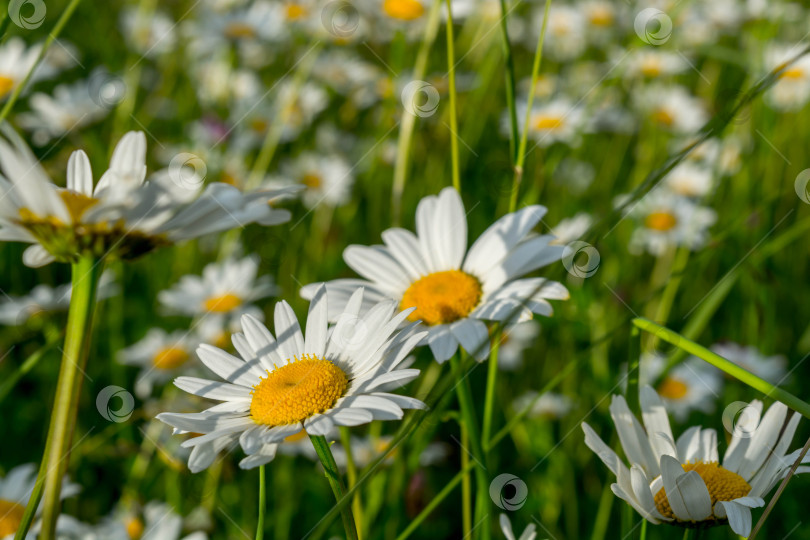 Скачать Полевые маргаритки фотосток Ozero