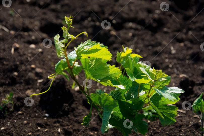 Скачать Молодой виноградник фотосток Ozero