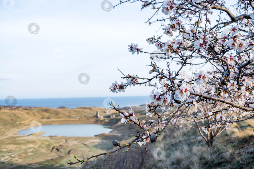 Скачать Цветок миндаля фотосток Ozero