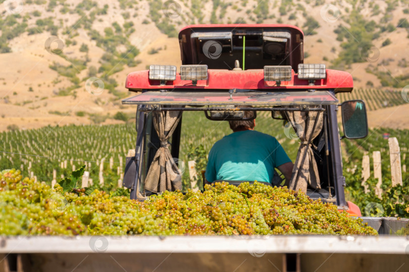 Скачать Сбор урожая винограда фотосток Ozero