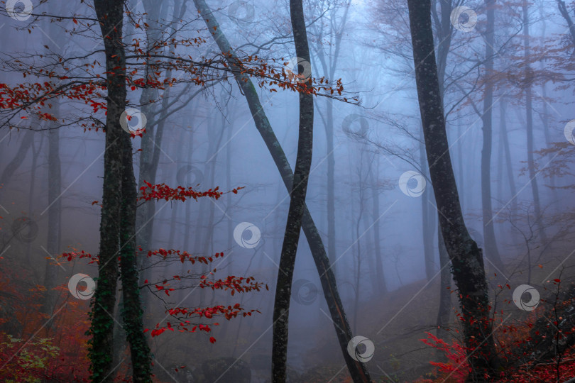 Скачать Осенний лес в тумане фотосток Ozero