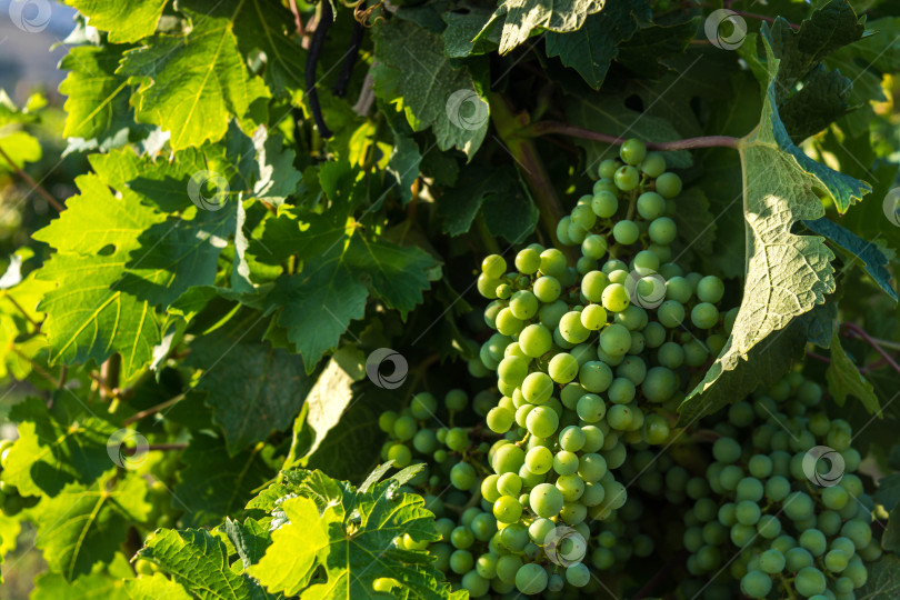 Скачать Зеленый виноград фотосток Ozero